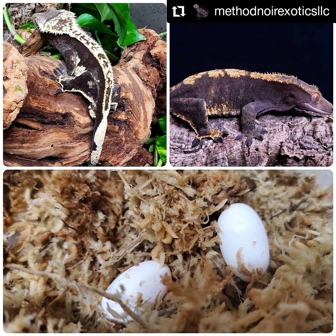 Axanthic crested gecko method noir exotics